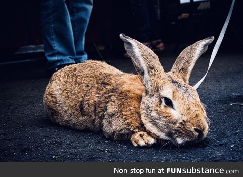 And some days you see a big old rabbit at the farmers market (oc)