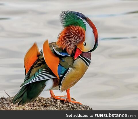 Male mandarin duck preening