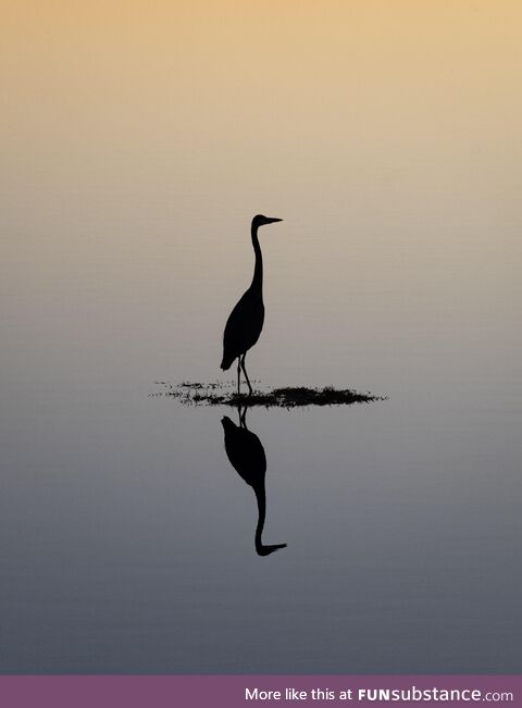 Blue Heron silhouette