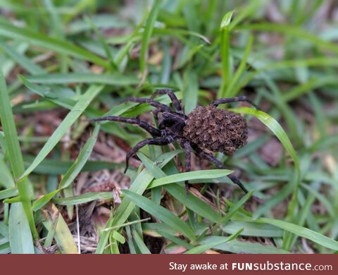 [OC] So, we doing spider babies riding on mama?