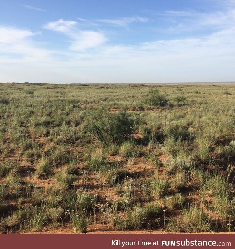 Enjoy the New Mexico desert in bloom. Near Jal, NM