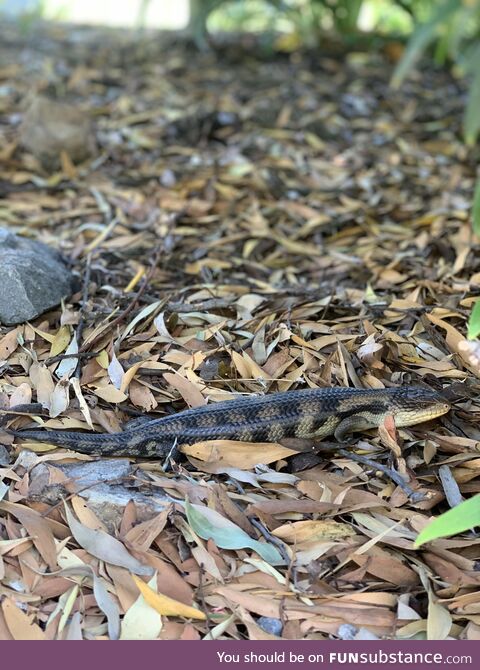 Blue tongue lizard taking a break from the sun