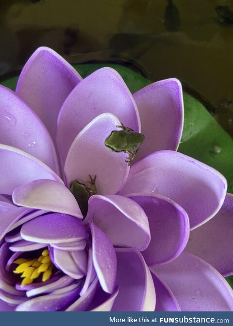 The Frog Flowers Have Begun to Bloom