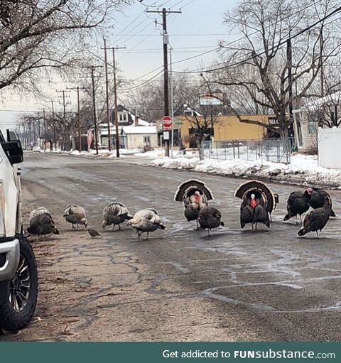 The neighborhood turkey ganng has adopted a quail into the group. It's been over a month!