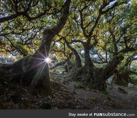 The famous Fanal Forest without the foggy veil it's usually known for