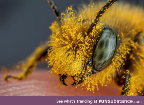 Pollen covered blue mason bee iii