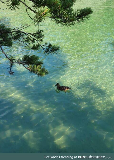 A mallard in Vättern, a Swedish lake [OC]