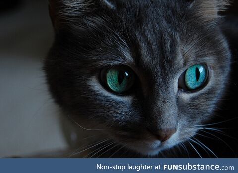 The mesmerizing eyes of a feline