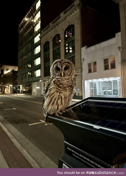 Main St Owl in downtown Durham