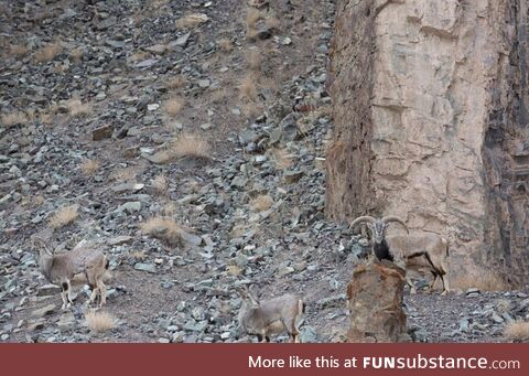 The hungry leopard, which hasn't eaten for days, camouflaged in perfectly with its