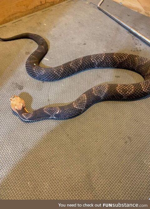 30 year old eastern copperhead