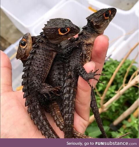 Red-eyed crocodile skinks look like baby dragons