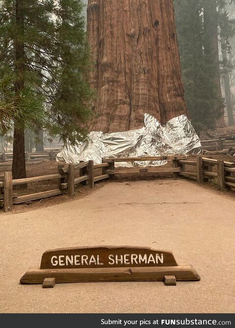 World's largest tree wrapped in aluminum foil to protect it as wildfire approaches