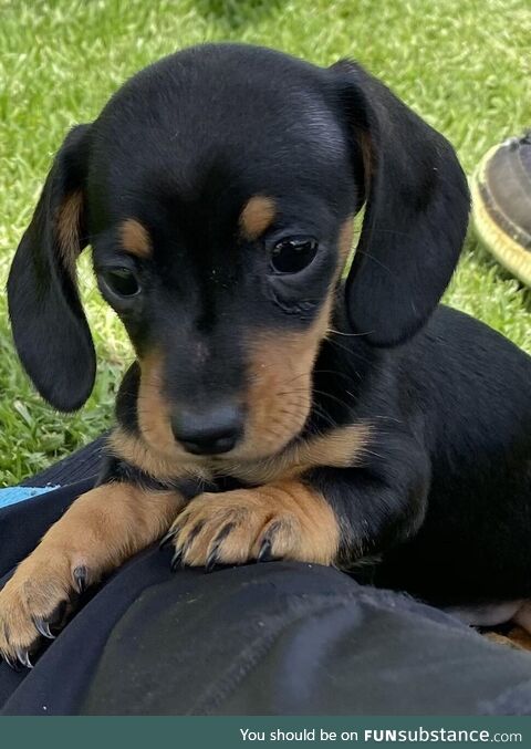 Introducing Ellie. Our 10 month old miniature dachshund!