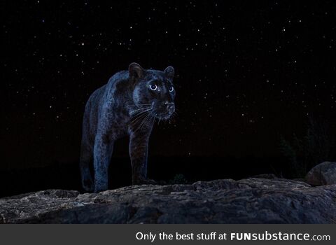 African Black Leopard under the stars!