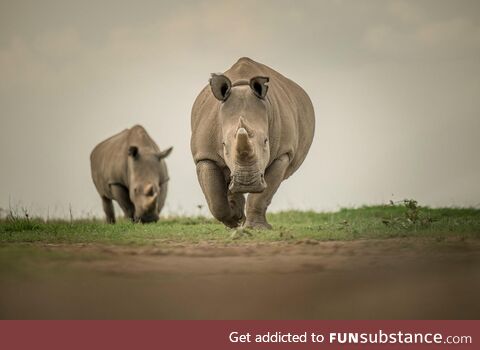 Fatu and Najin are the last two northern white rhinos left on the planet. Photographs by