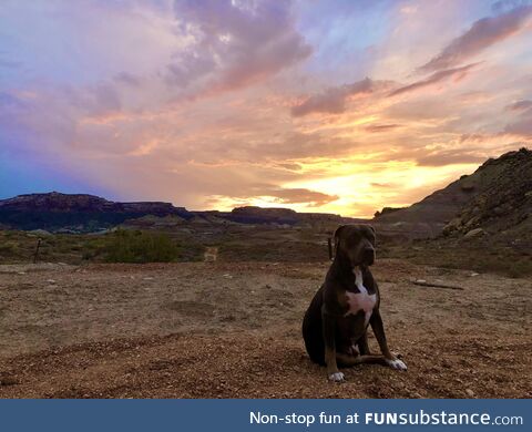 Sunset doggo