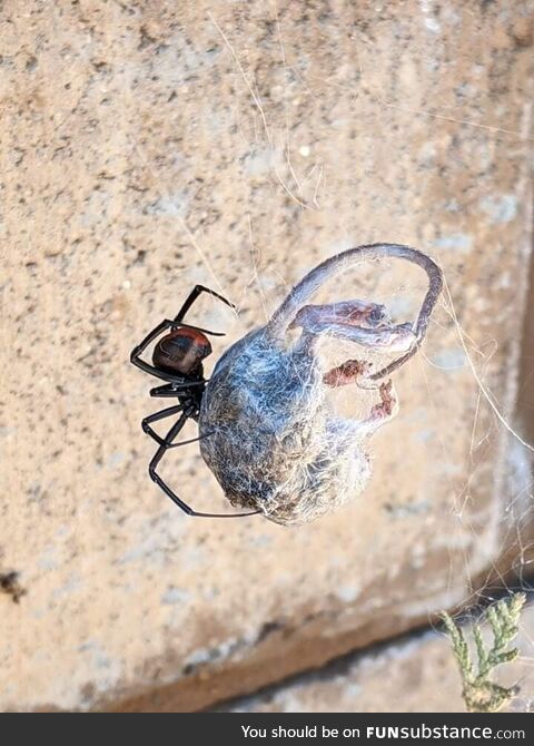 Redback in our yard found a feast