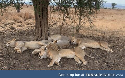 Sleeping lions