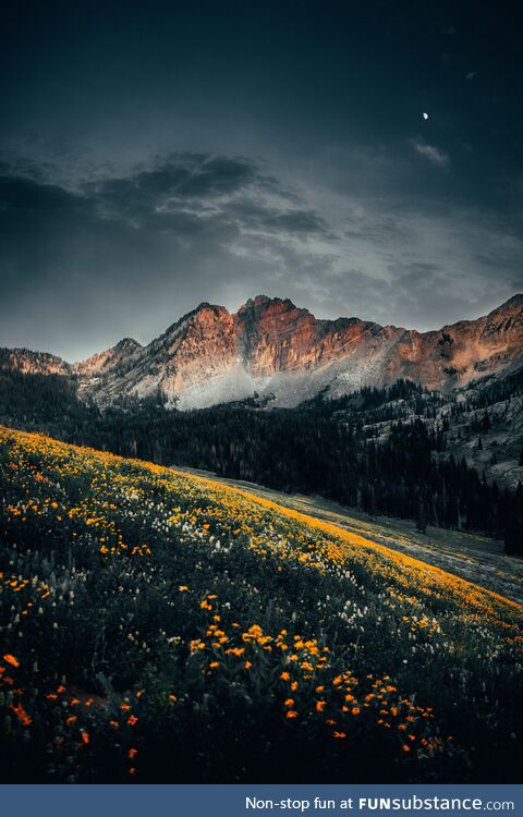 Wildflowers in Utah, USA!