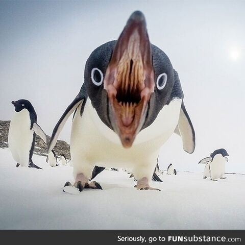 If you're a small fish, penguins are terrifying