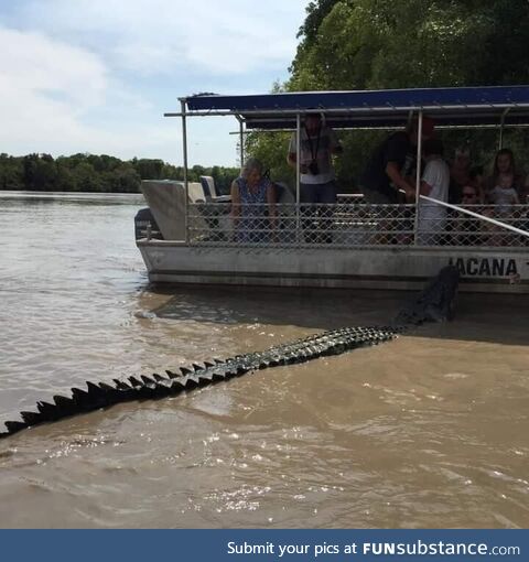 Croc in Darwin Australia