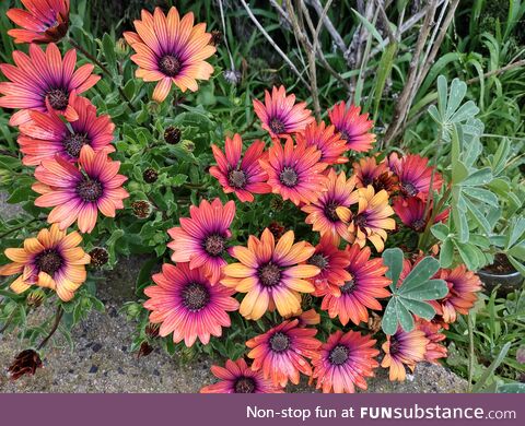 Colorful flowers in Southern California