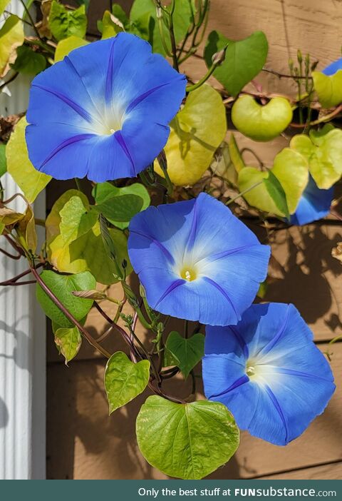 Morning Glories. Last blooms before frost hit