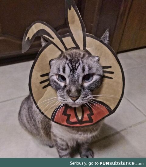 Made Tiggy a Halloween costume out of a Spec's grocery bag logo. [OC]