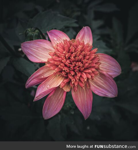 Pink Dahlia moody edit