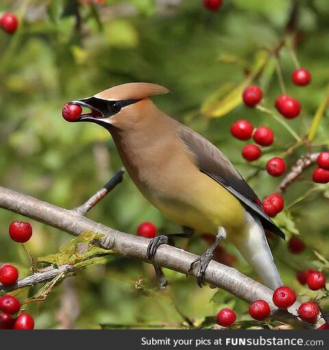 Cedar waxwing