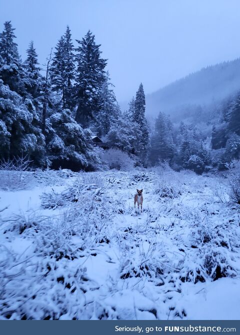 A walk in winter