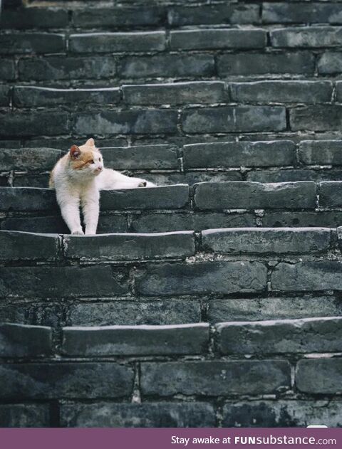 Cat on the steps