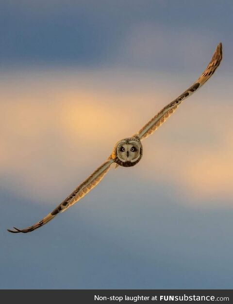 An owl in flight