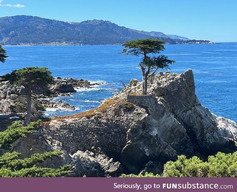 Lone cypress, pebble beach, ca