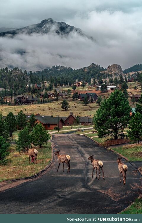 Elk train. Estes park, co