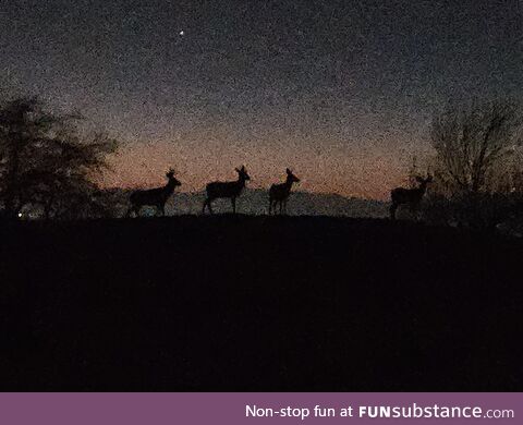 Deer at dusk