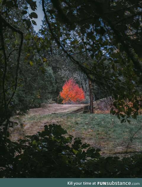 Red Tree in the Grand Forest, Bainbridge