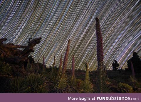 Tasjinaste Rosado - 90min Star Trail