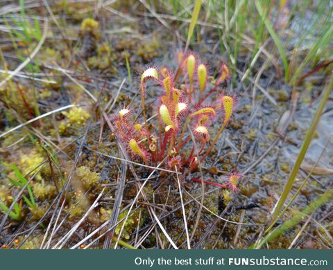 Sundew, scottish highlands [oc]