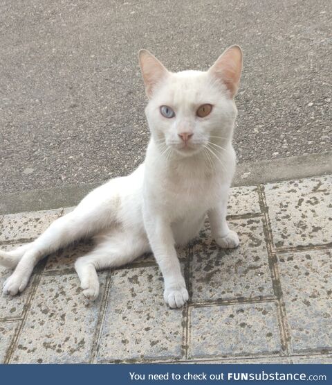 This stray cat from a small town in Spain