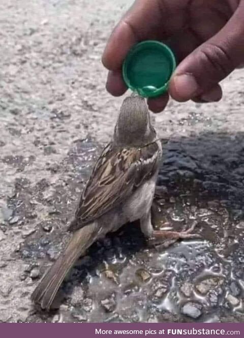 Birb Staying Hydrated