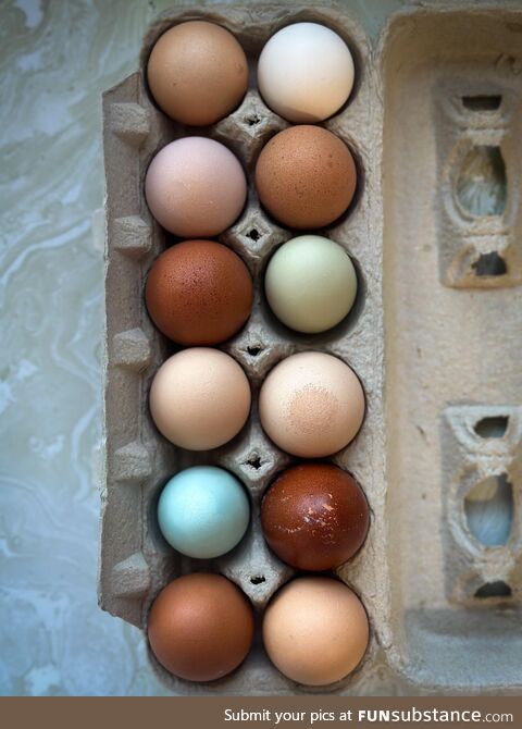 Farm fresh eggs