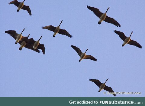 Canadian Air Force conducting exercises overhead