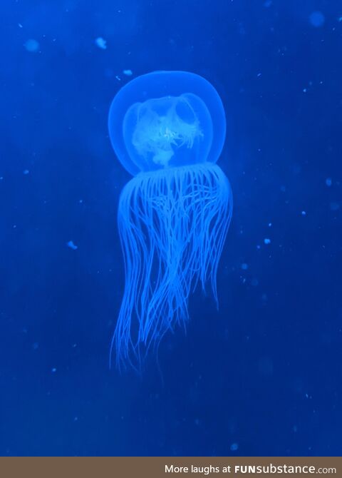 Just a cute lil jelly friend