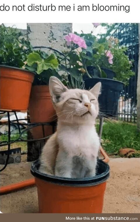 A Very Rare Cat Flower