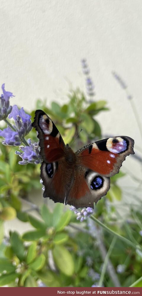 Peacock butterfly