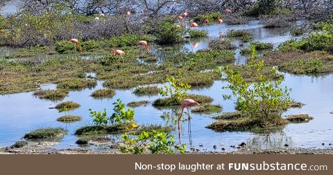 Pink flamingos