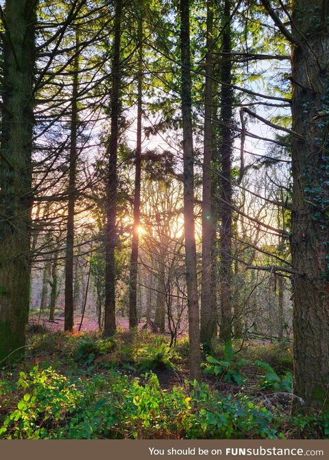 Forest of Dean, Gloucestershire, UK