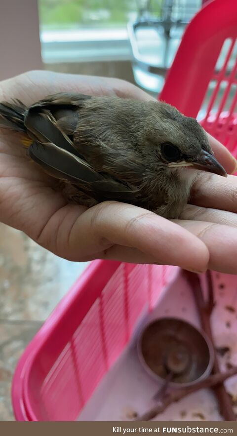 Cute bird on hand